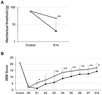 Omega-conotoxin MVIIA reduces neuropathic pain after spinal cord injury by inhibiting N-type voltage-dependent calcium channels on spinal dorsal horn